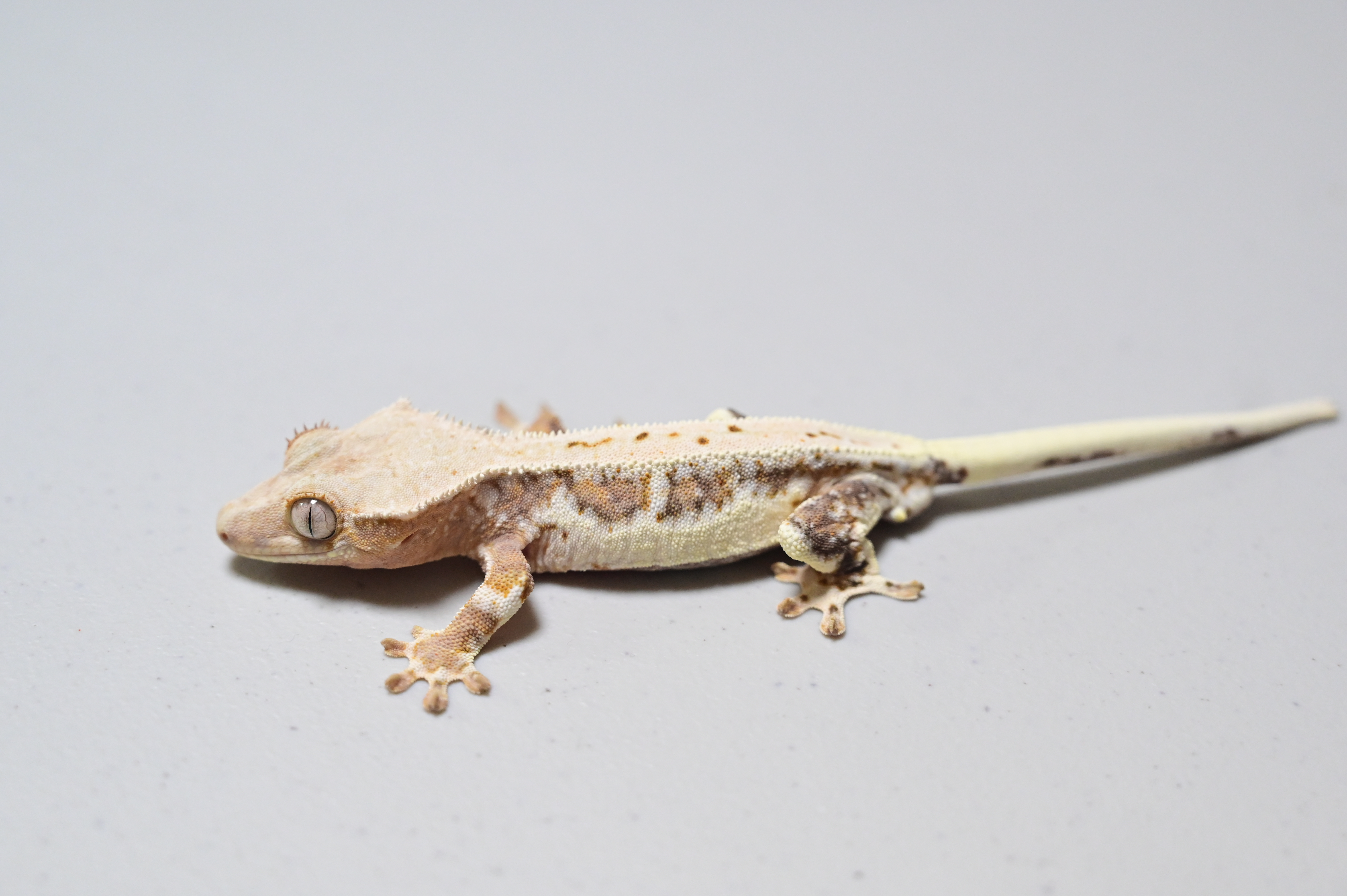 Lilly White Lilly 100% Het Axanthic 100% Het Axanthic