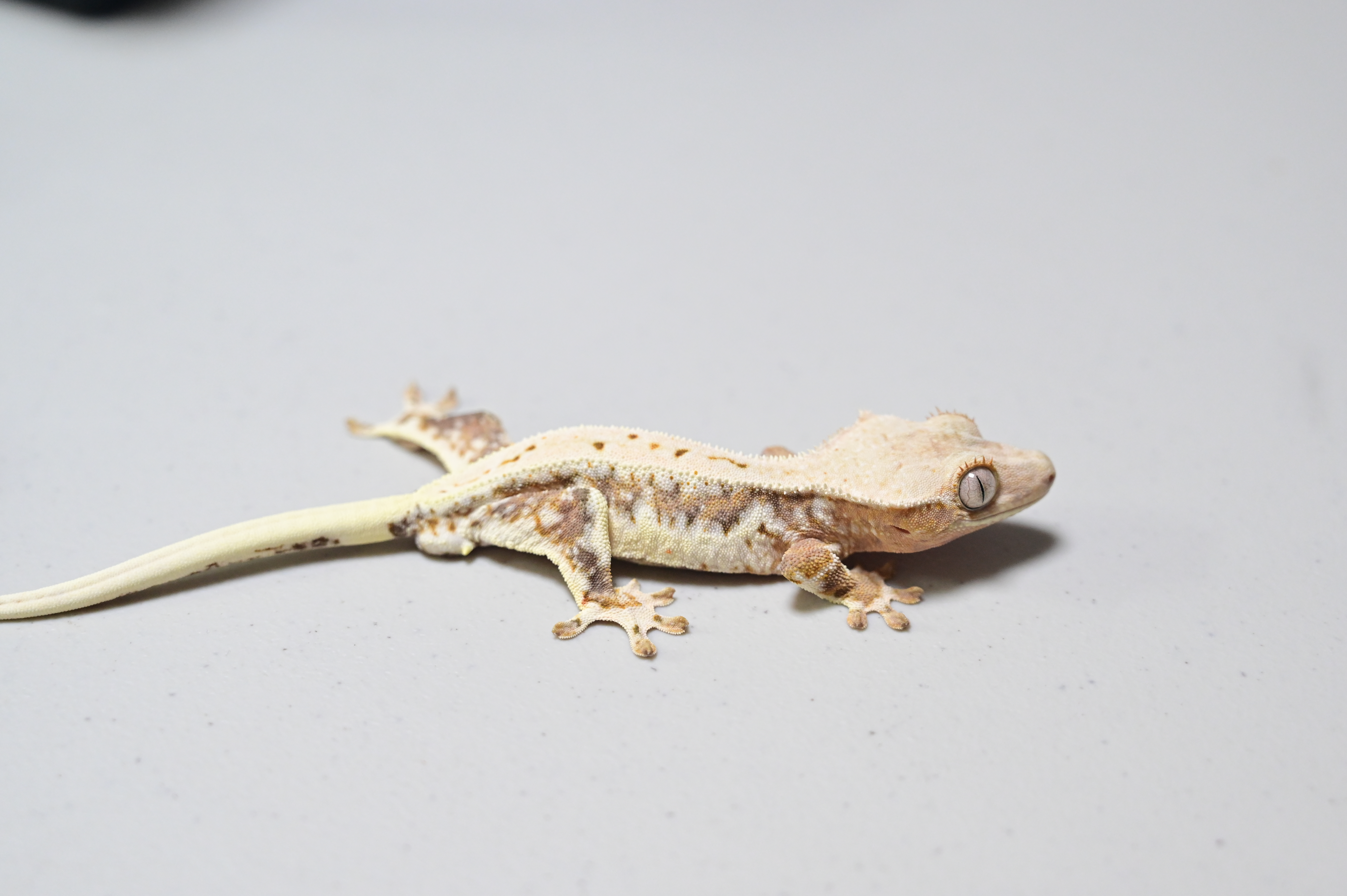 Lilly White Lilly 100% Het Axanthic 100% Het Axanthic