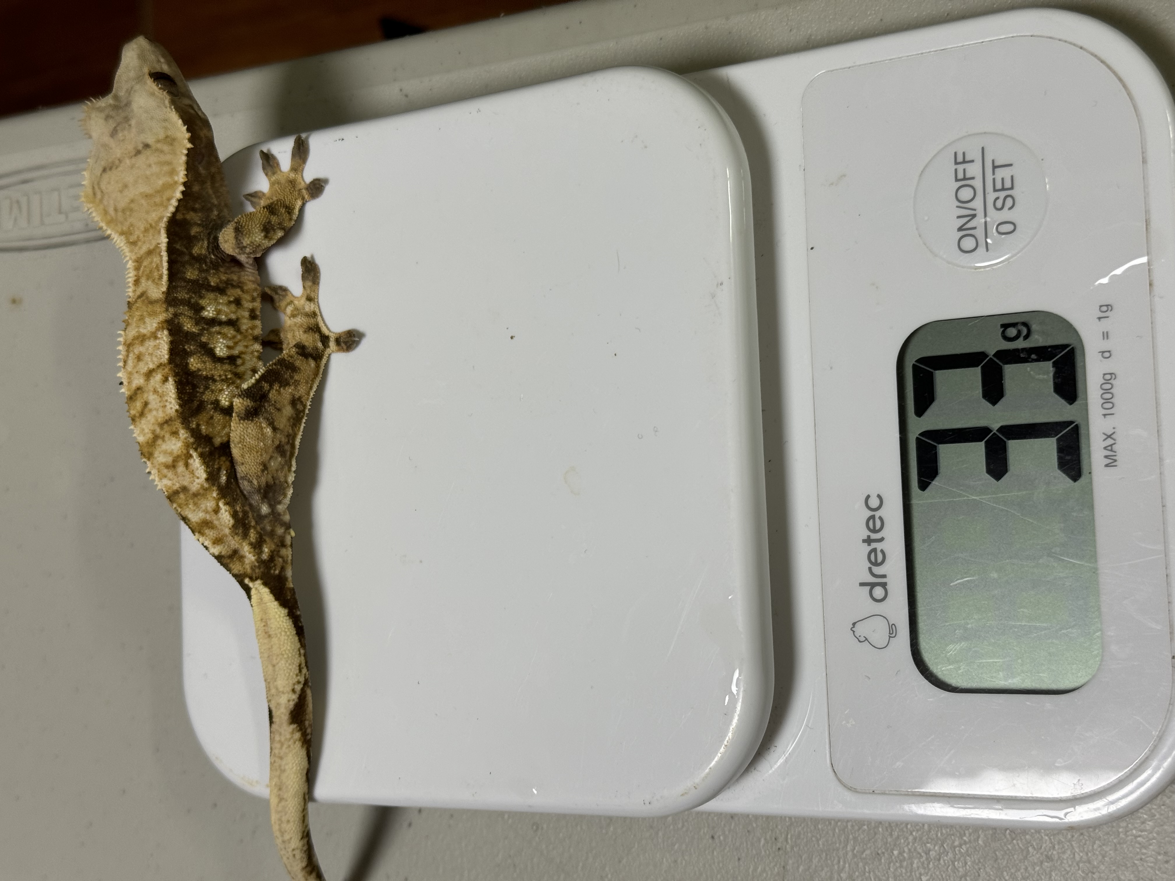 Tri Extreme Harlequin