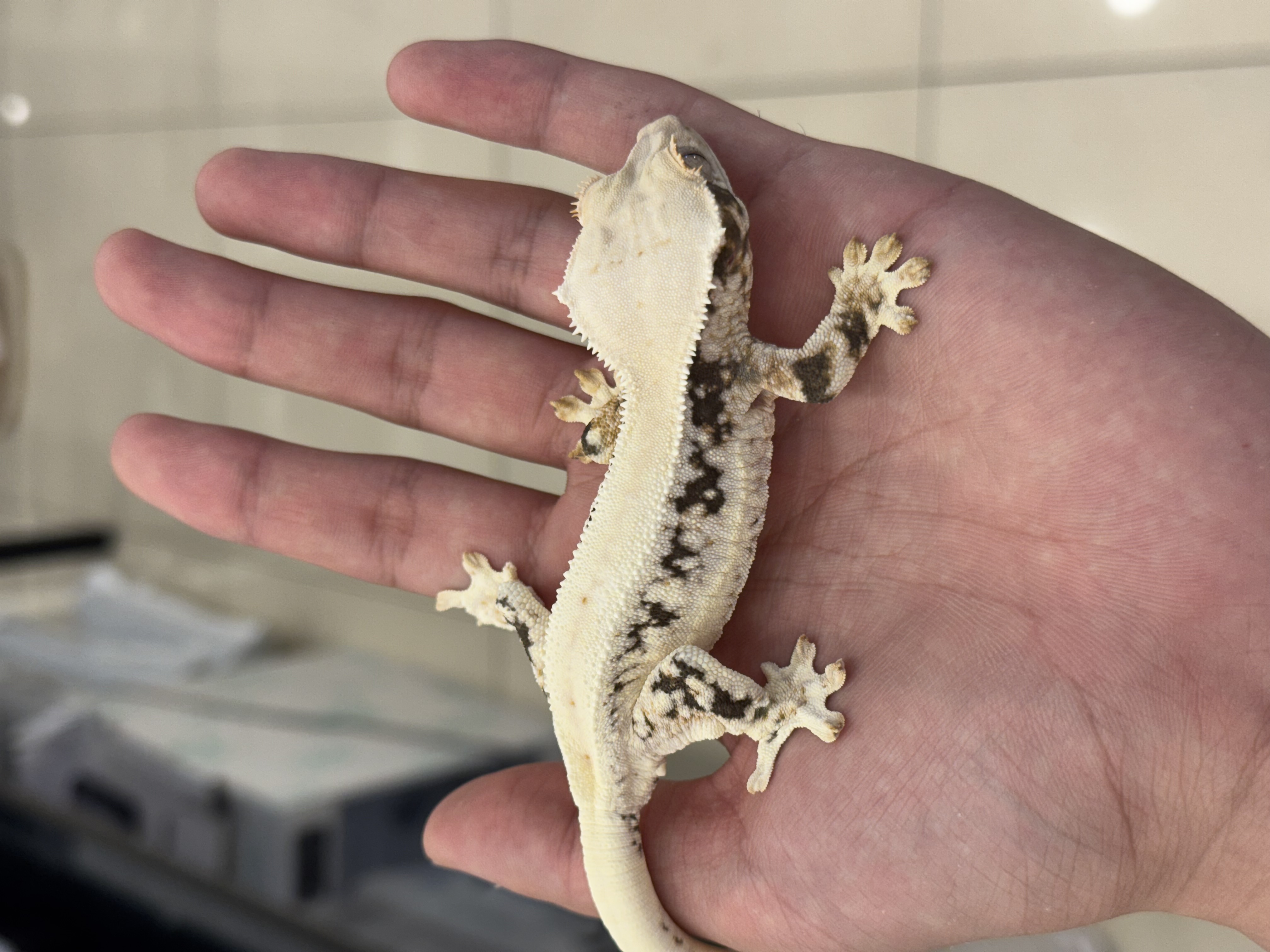 Lilly White Solid Back