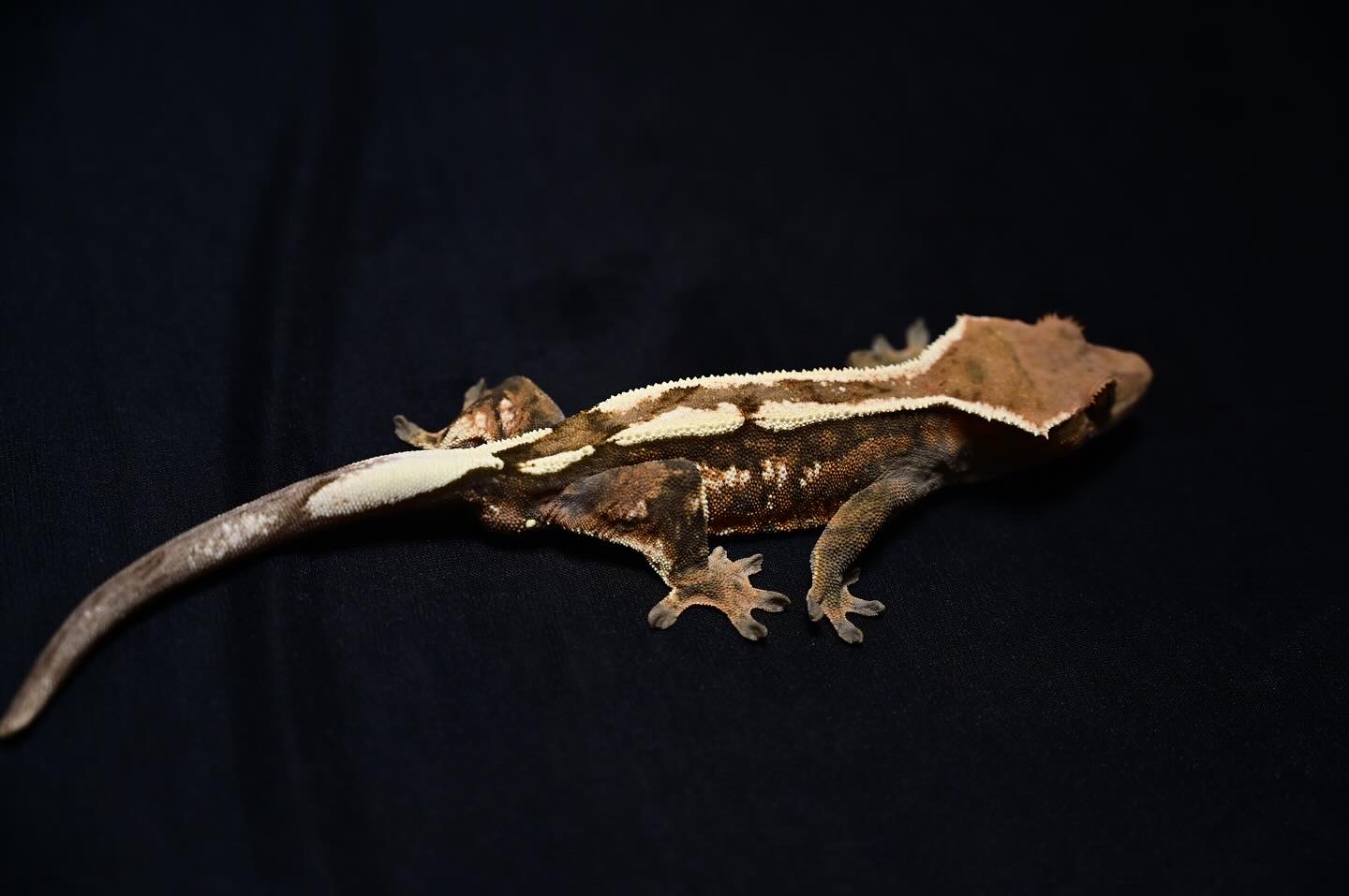 100% Het Axanthic Sable