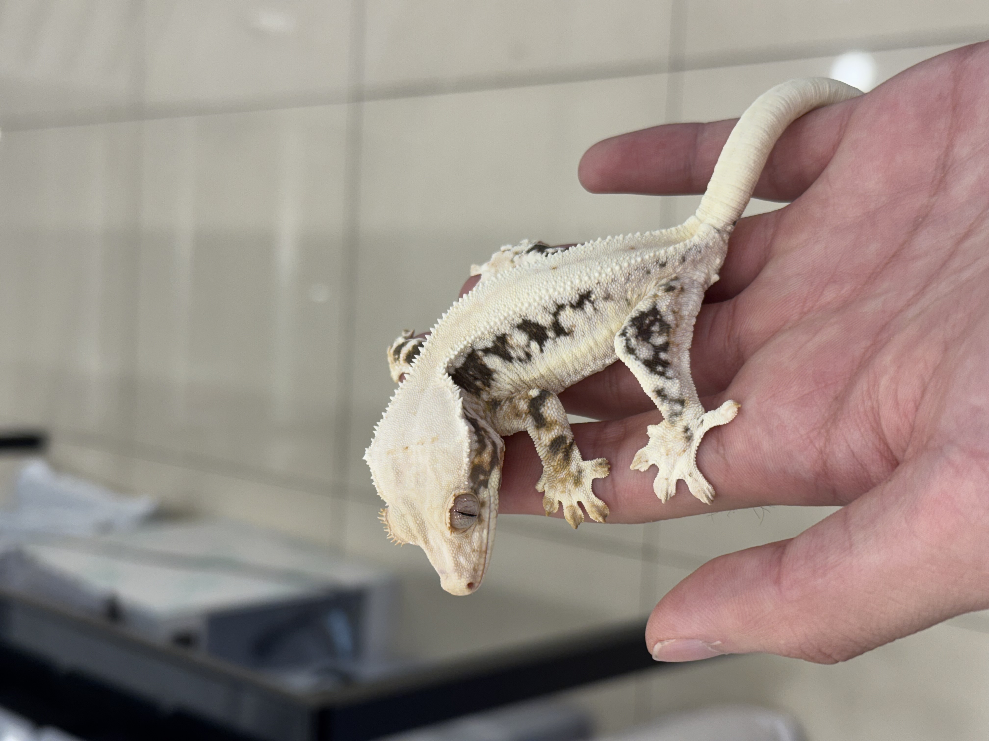 Lilly White Solid Back