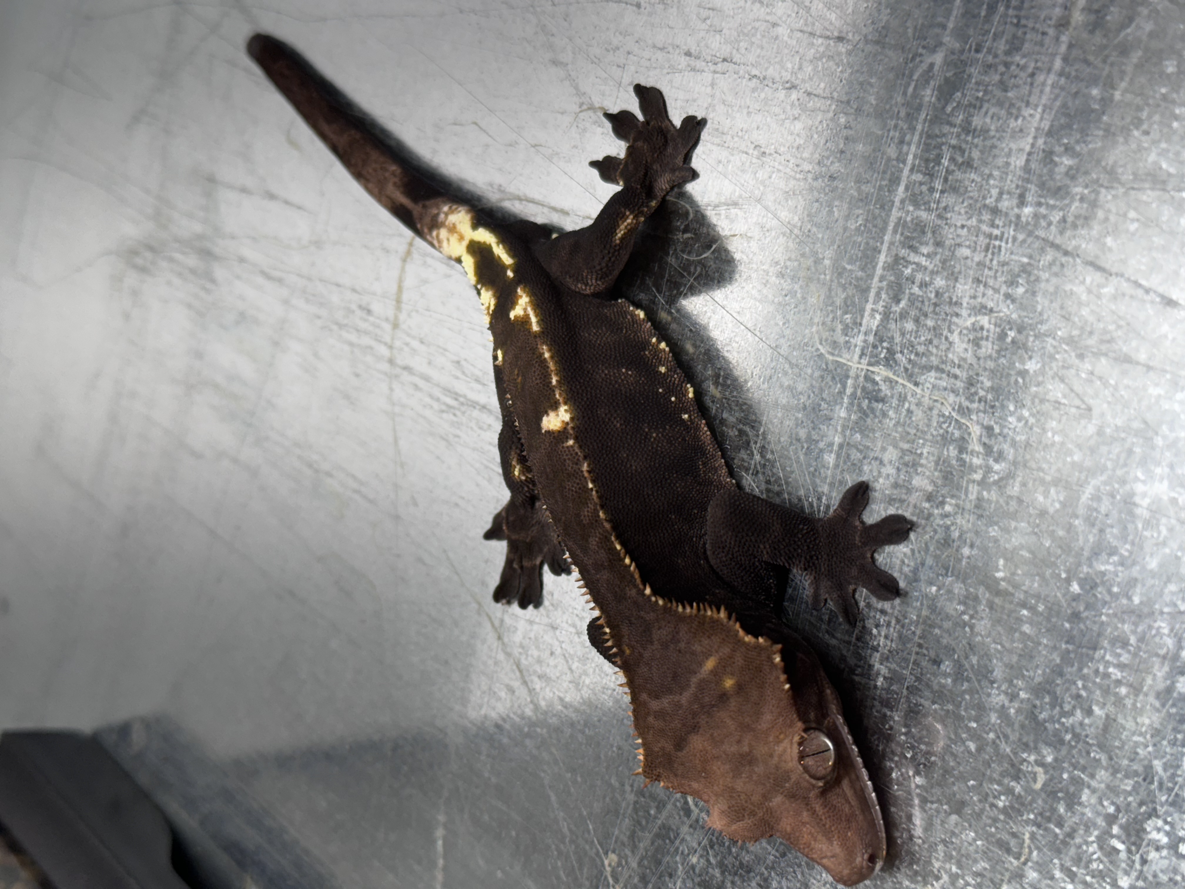 Black Dark Cappuccino