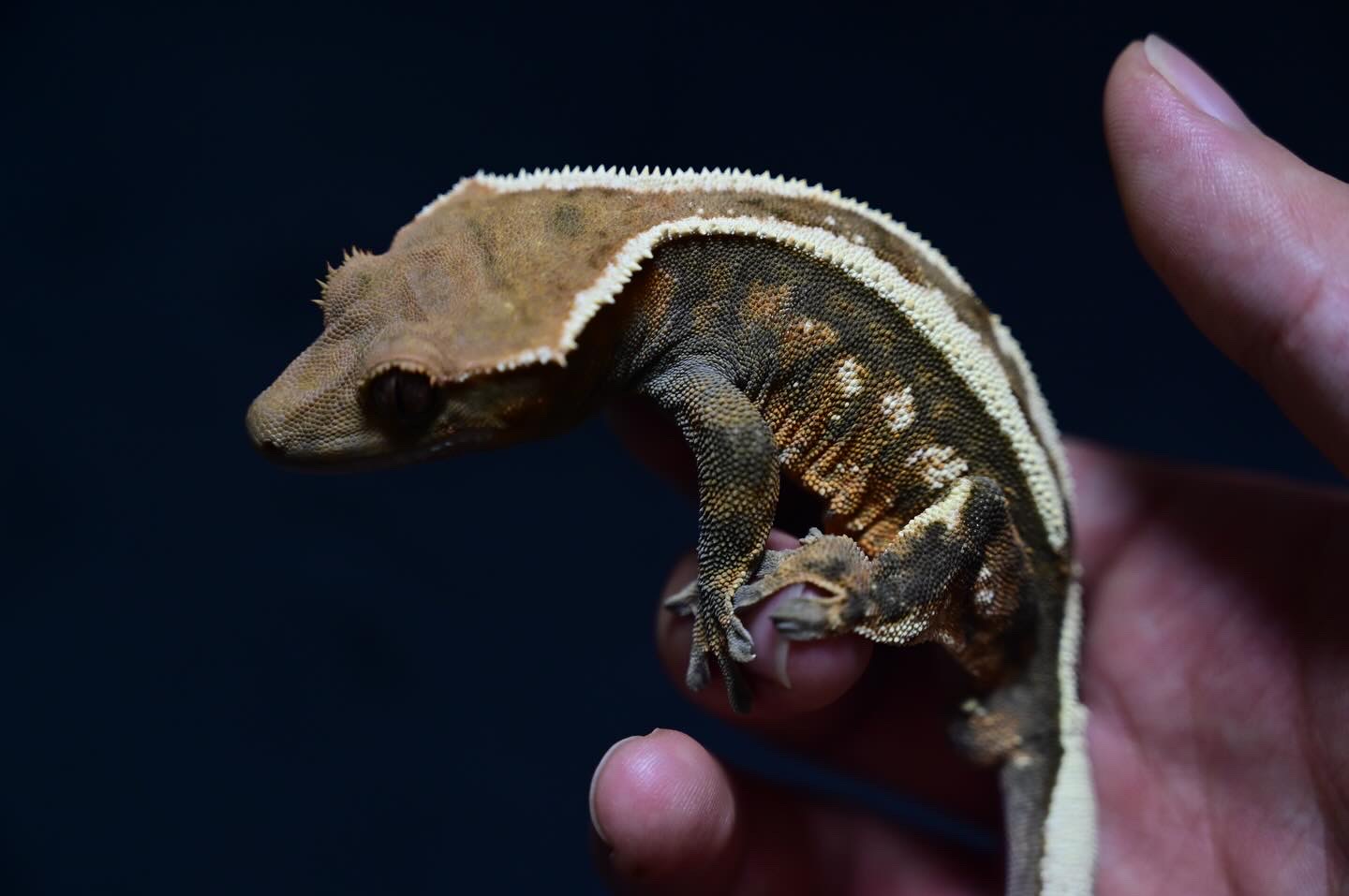 100% Het Axanthic Sable