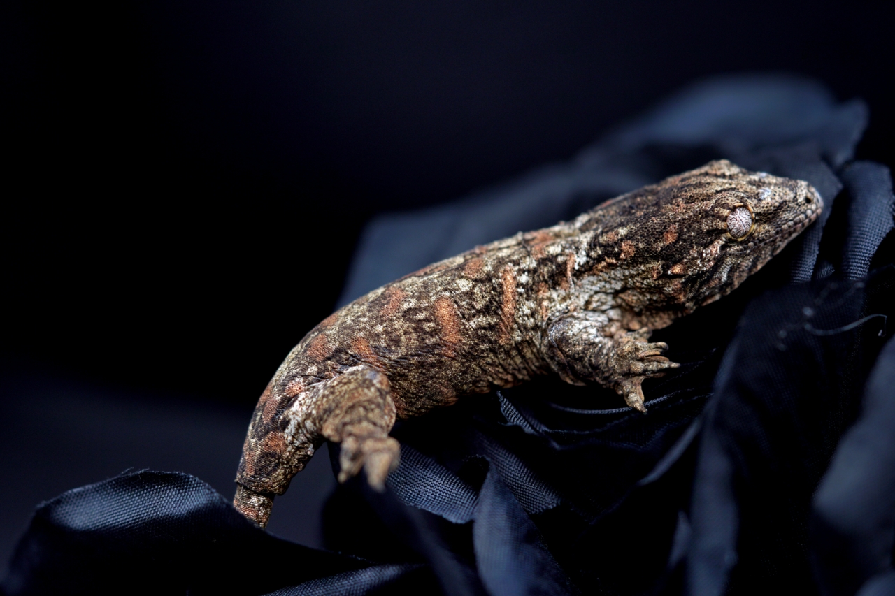 Friedel Harkito Red bar Het melanistic Koghis