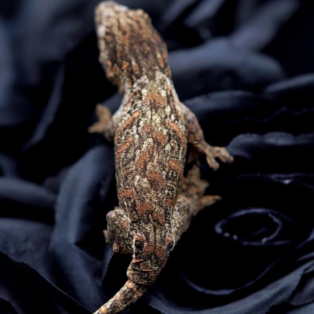 Friedel Harkito Red bar Het melanistic Koghis