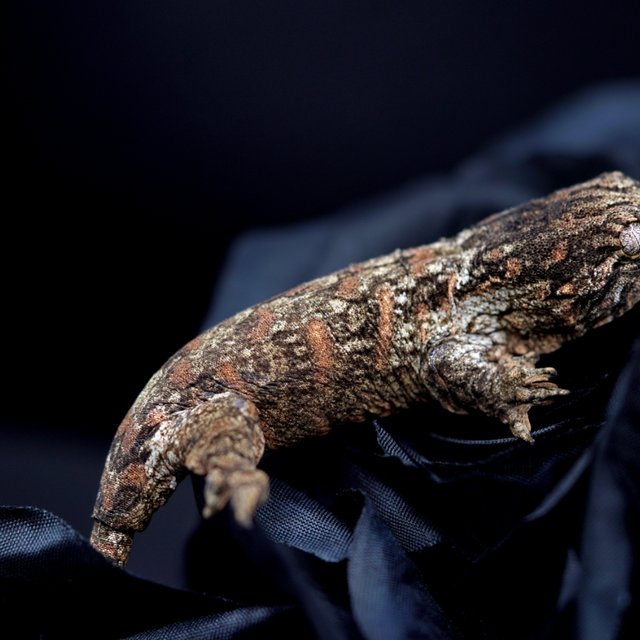 Friedel Harkito Red bar Het melanistic Koghis