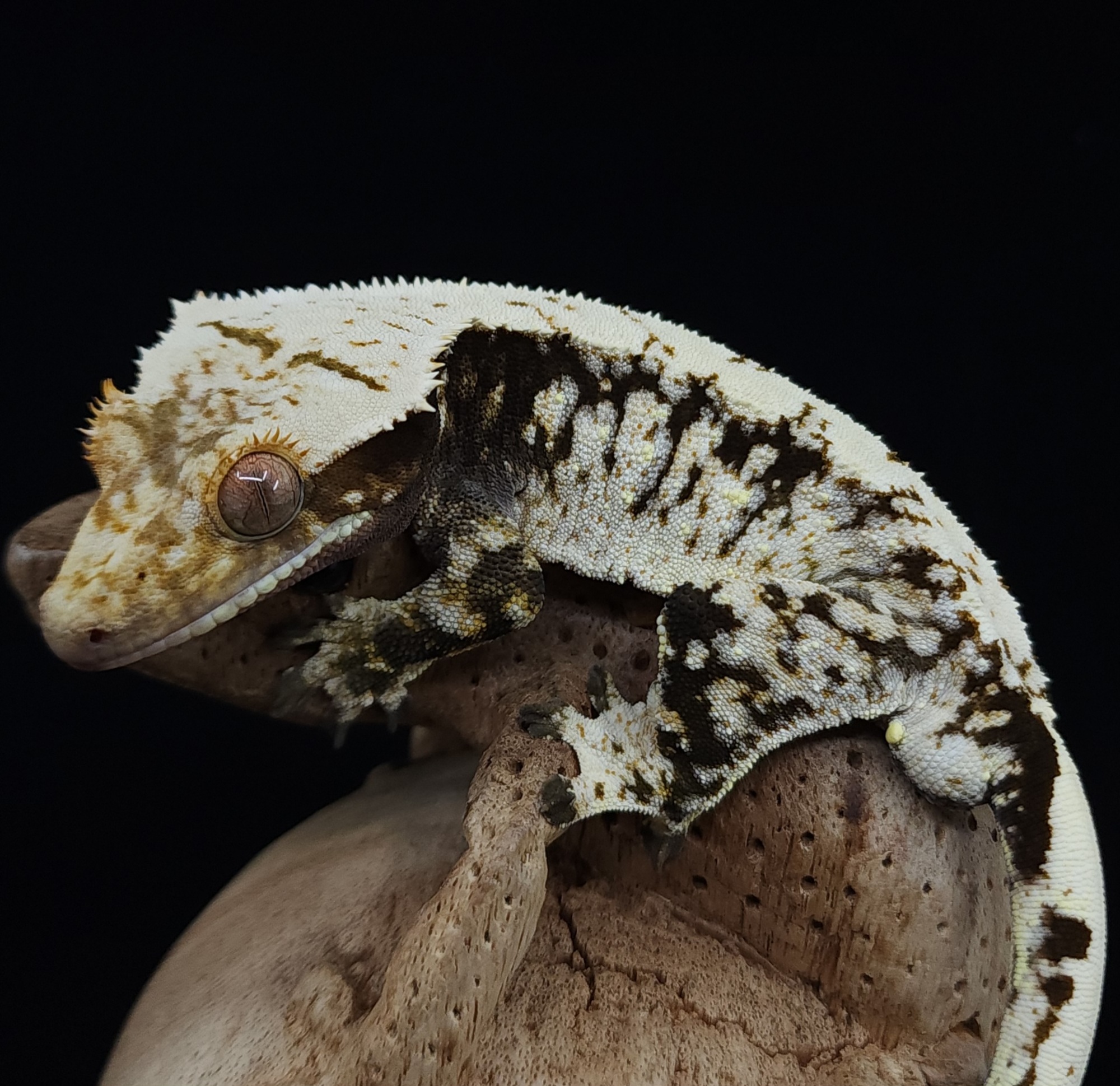 Dark Black White Extreme Harlequin Drippy White Spot