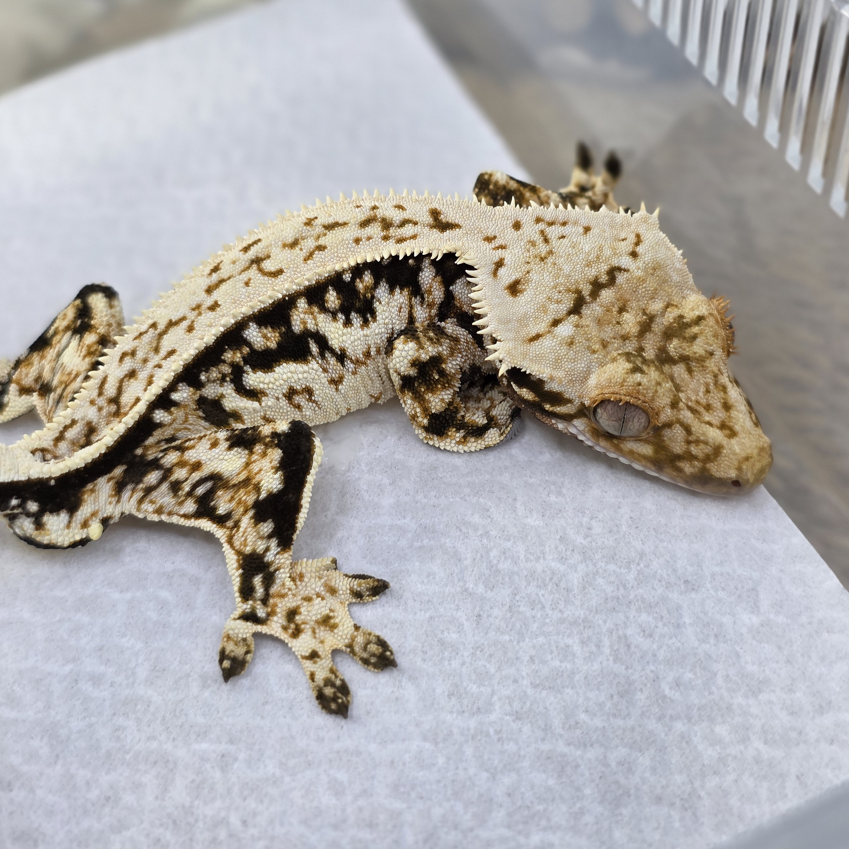 Normal Tri Quad White Spot Full Pinstripe Pinstripe