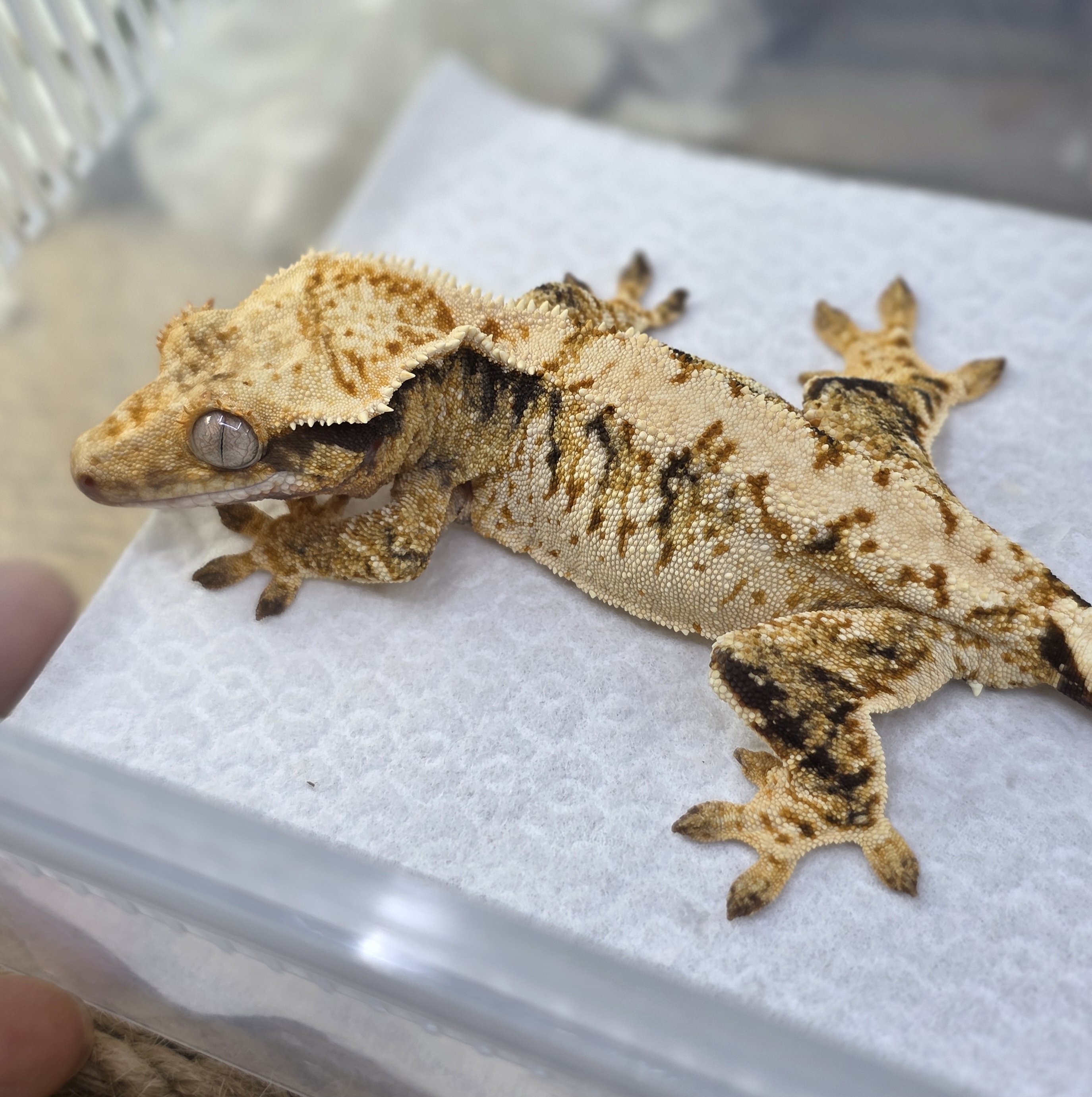 Normal Tri Extreme Harlequin Drippy White Spot