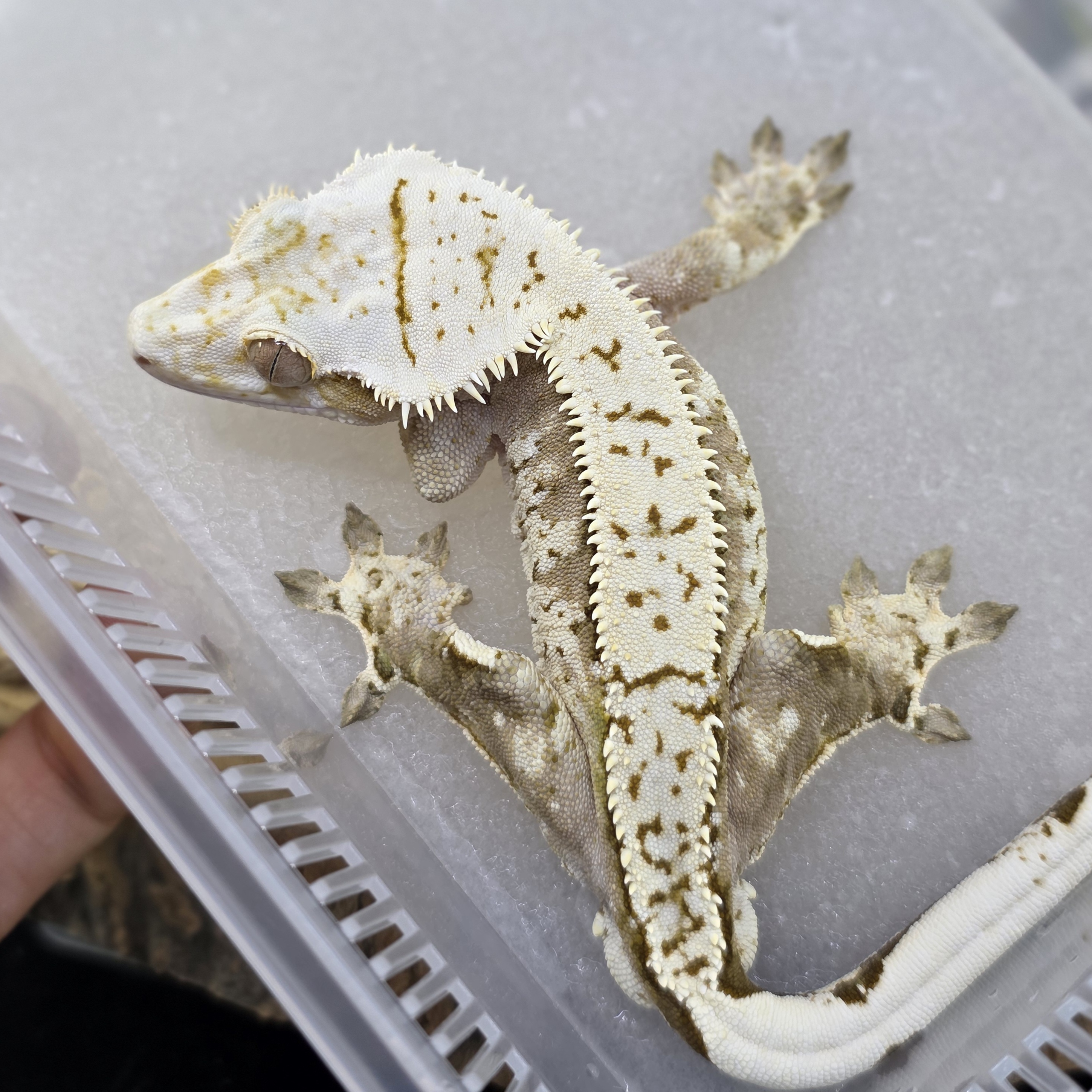 Normal Cream Creamsicle Yellow Pinstripe Extreme Harlequin