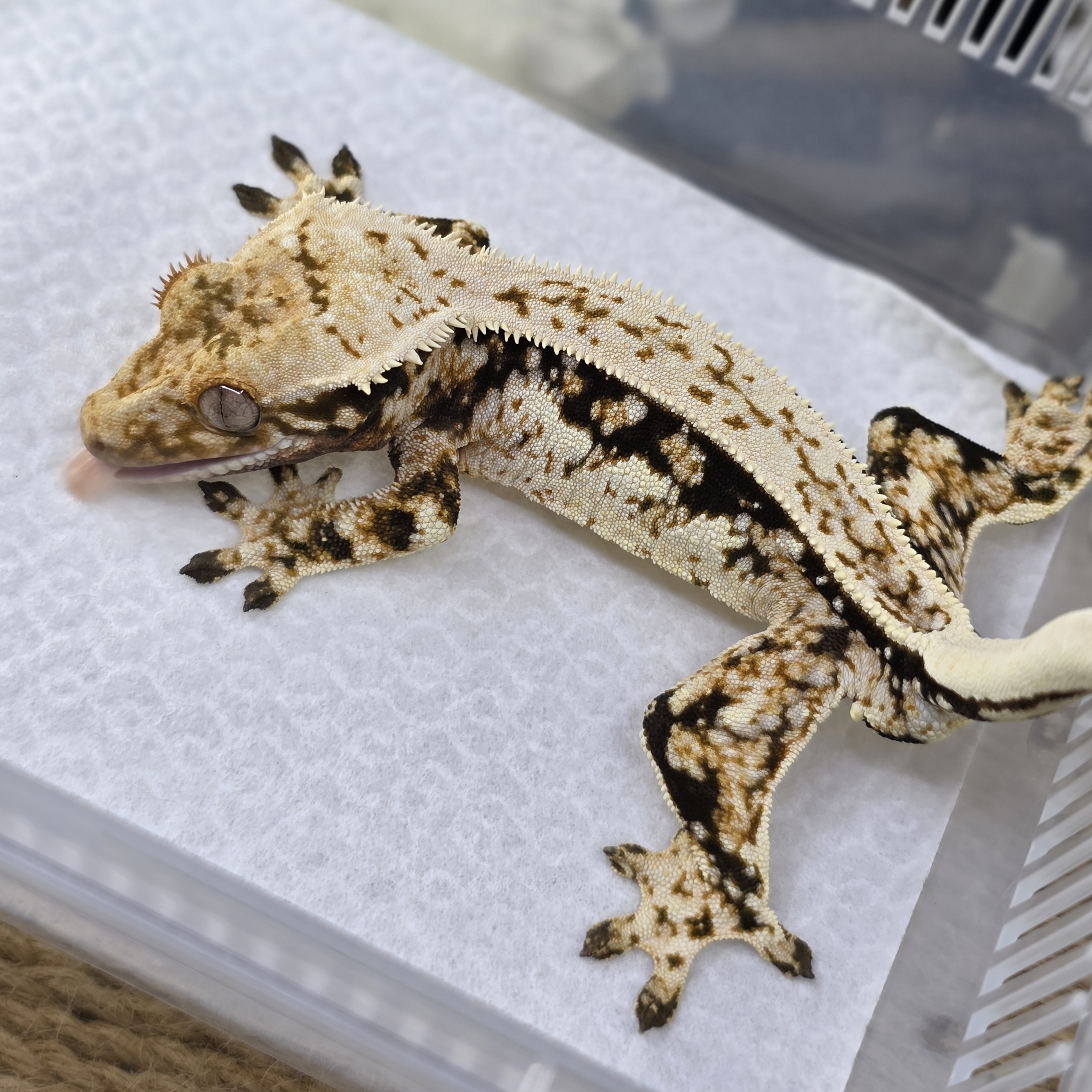 Normal Tri Quad White Spot Full Pinstripe Pinstripe