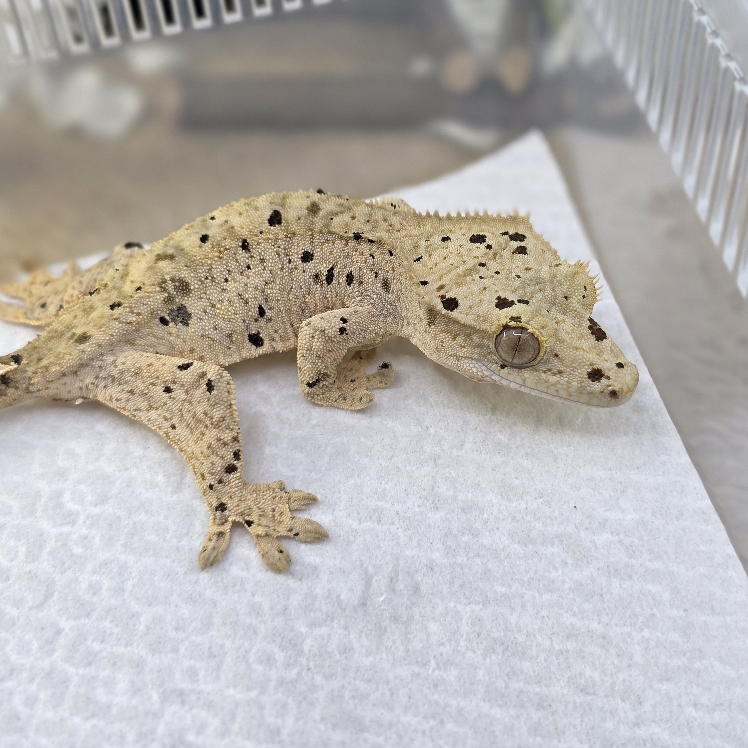 Dalmatian Super Dalmatian