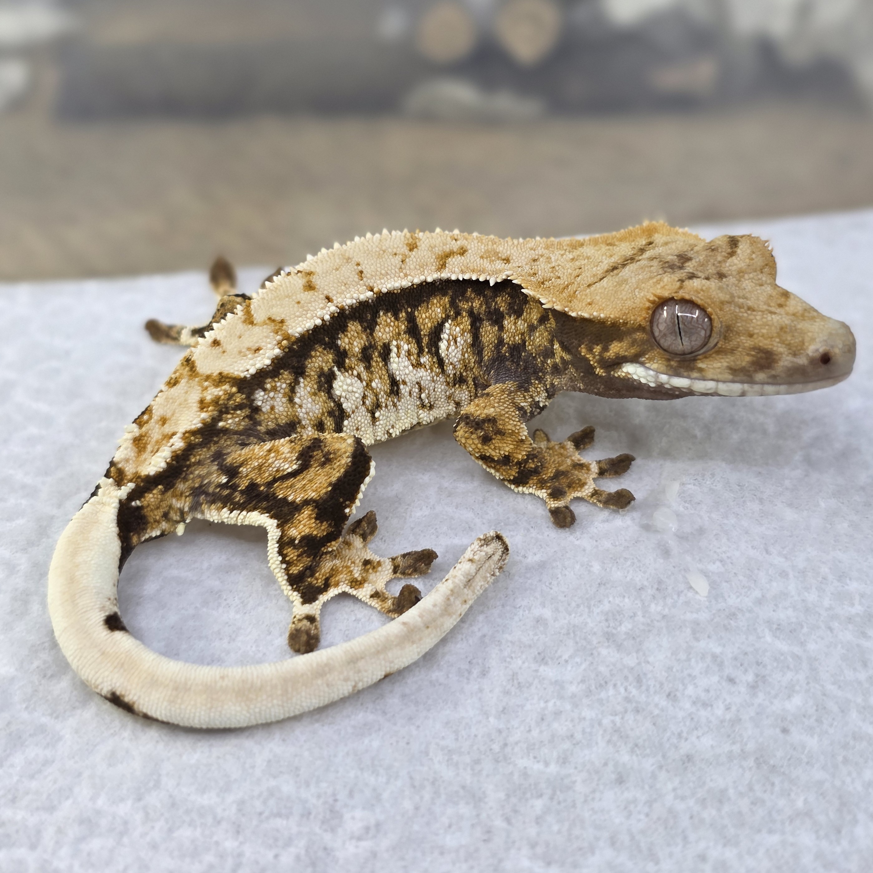 Normal Tri Extreme Harlequin Drippy White Spot Pinstripe