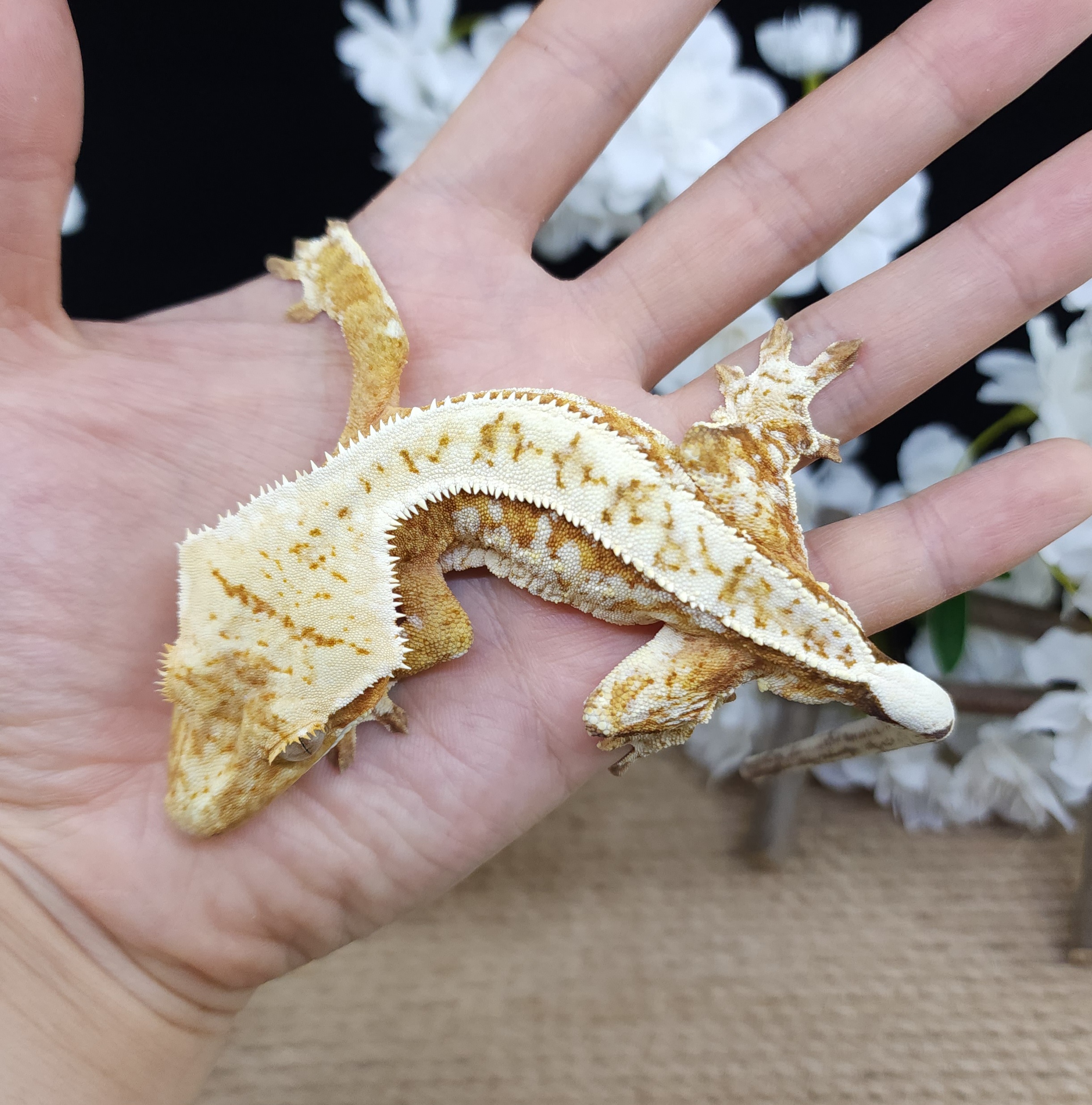 Strawberry Normal Pinstripe Drippy White Spot