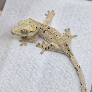 Dalmatian Super Dalmatian