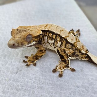 Normal Tri Extreme Harlequin Drippy White Spot Pinstripe