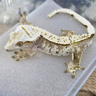 Normal Cream Creamsicle Yellow Pinstripe Extreme Harlequin