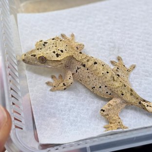 Dalmatian Super Dalmatian