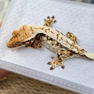 Normal Quad Drippy White Spot Red Pinstripe