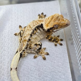 Normal Tri Drippy White Spot Quad Pinstripe