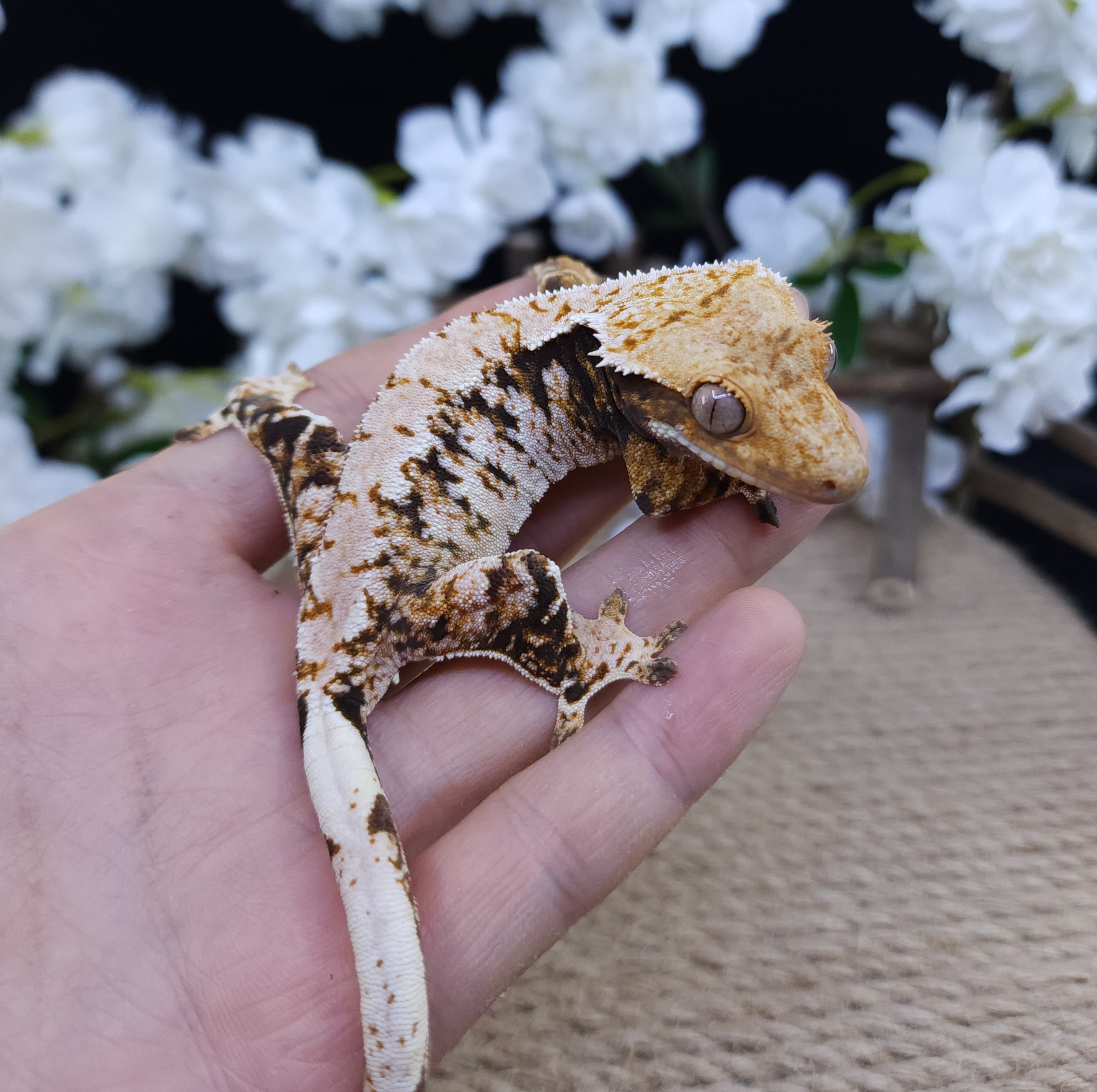 Normal Extreme Harlequin Tri Drippy White Spot Barb