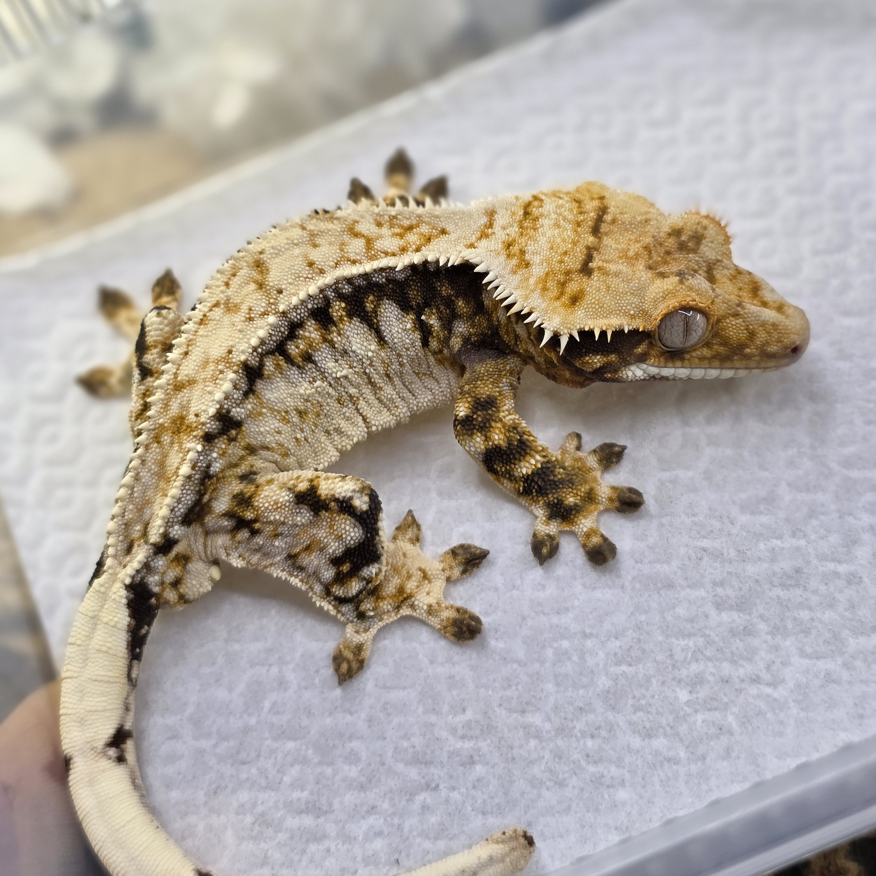 Normal Tri Drippy White Spot Quad Pinstripe