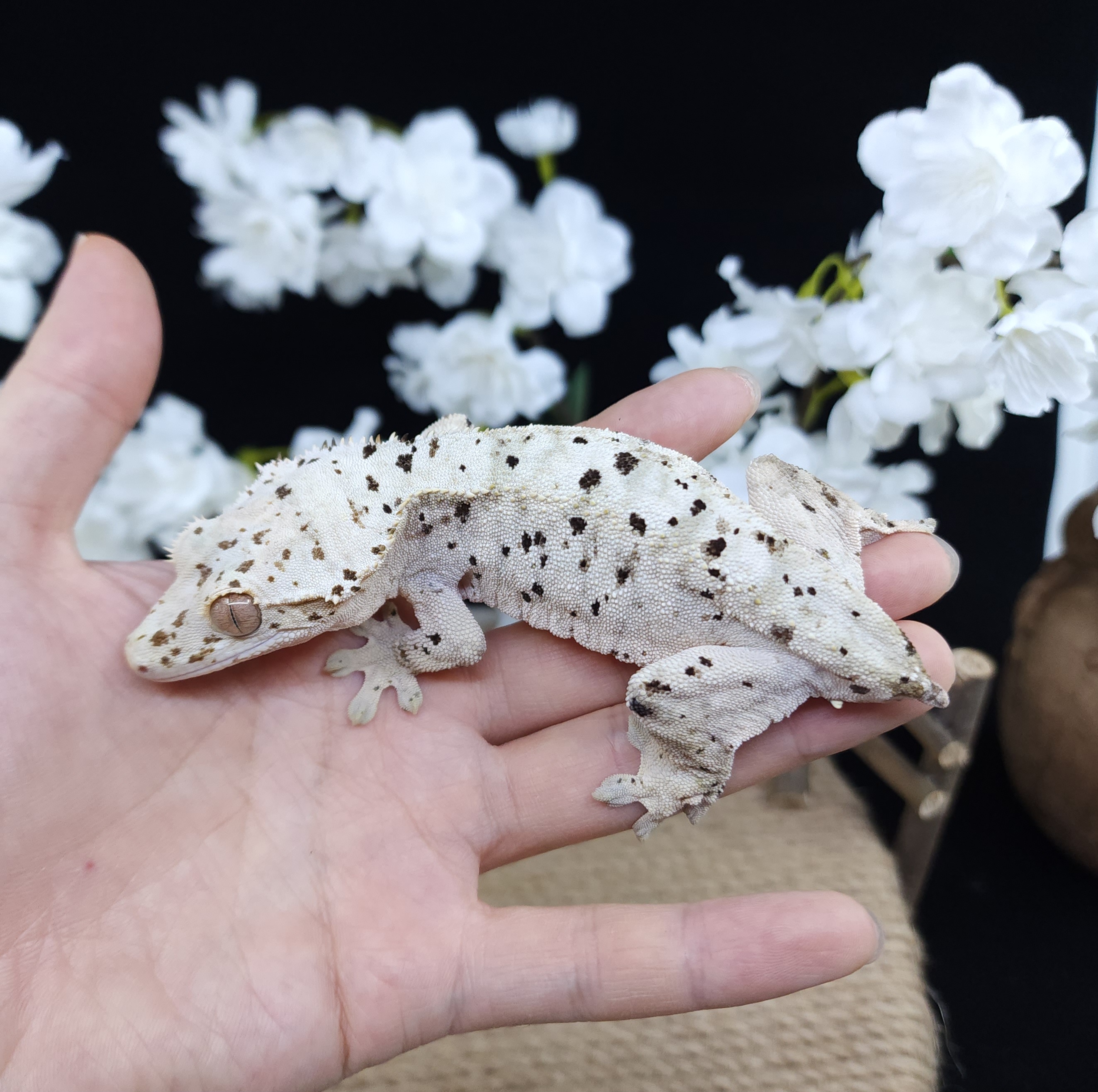 Dalmatian Super Dalmatian