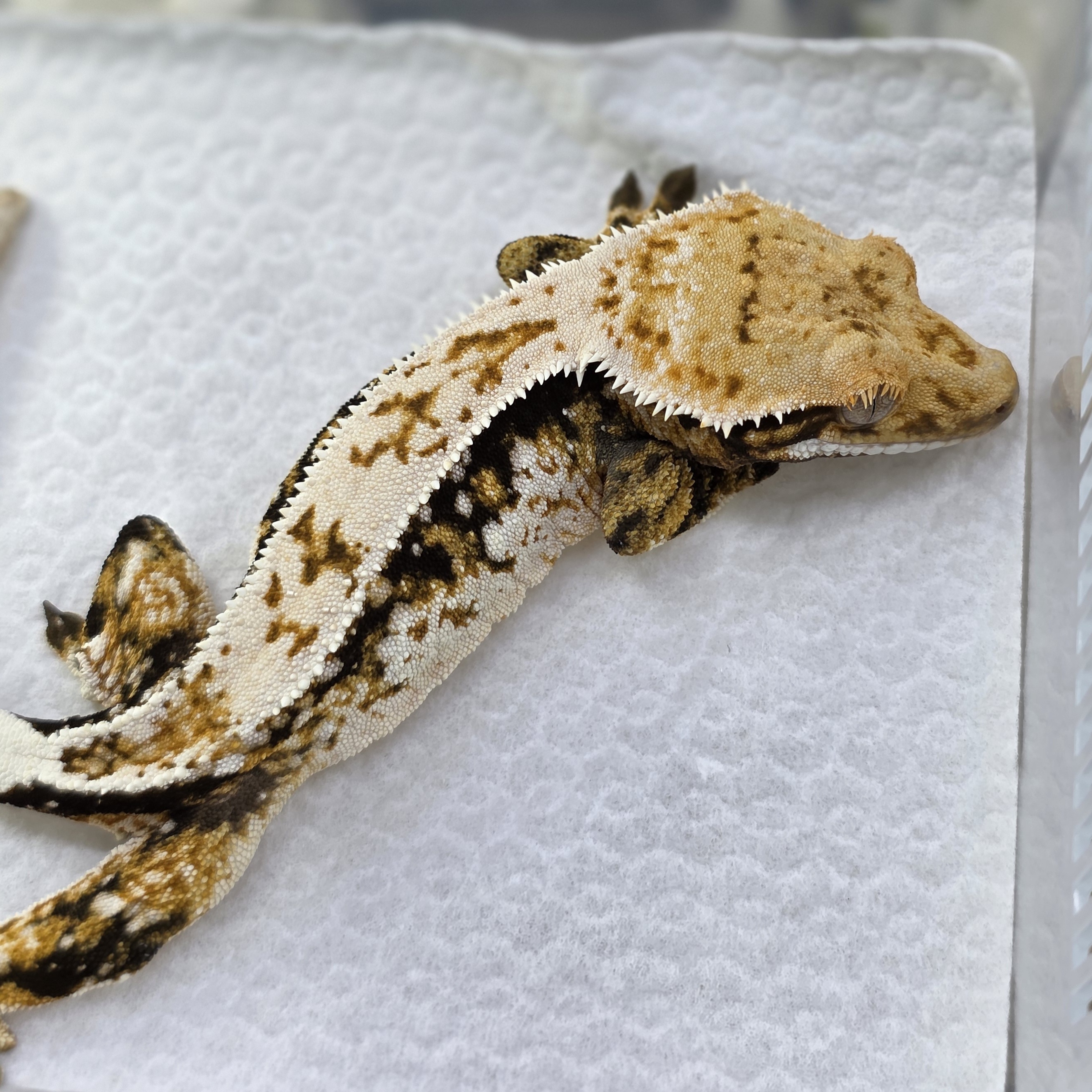 Quad Drippy Normal Pinstripe White Spot