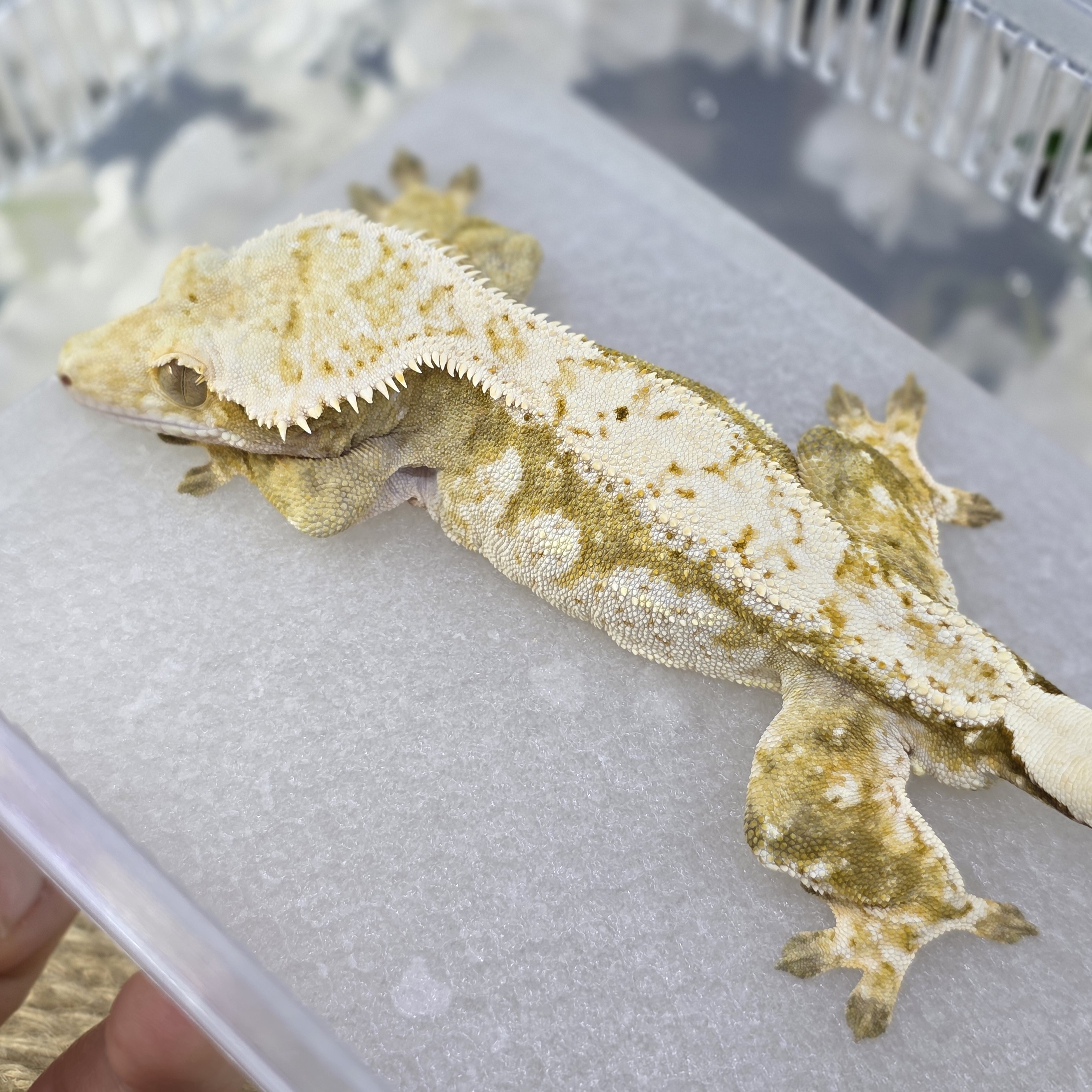 Normal Cream Creamsicle Yellow Drippy White Spot