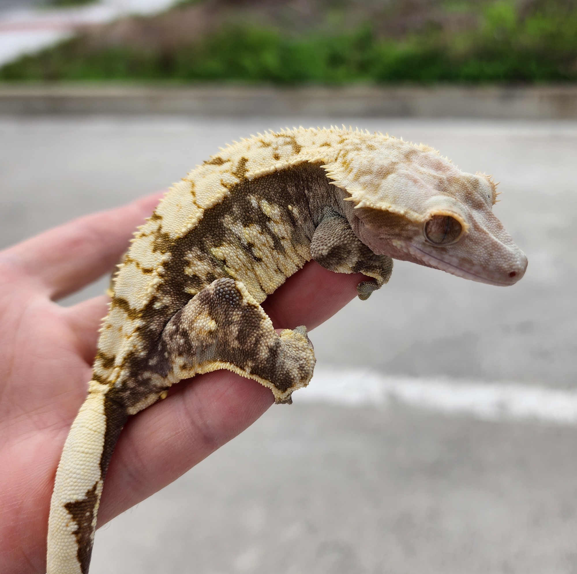 Normal Drippy White Spot