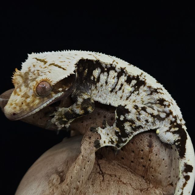 Dark Black White Extreme Harlequin Drippy White Spot