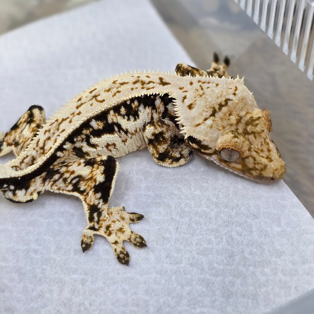 Normal Tri Quad White Spot Full Pinstripe Pinstripe