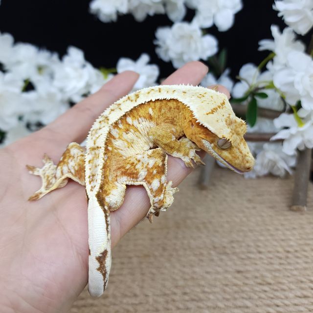 Strawberry Normal Pinstripe Drippy White Spot