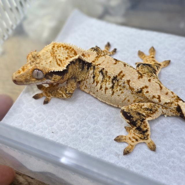 Normal Tri Extreme Harlequin Drippy White Spot