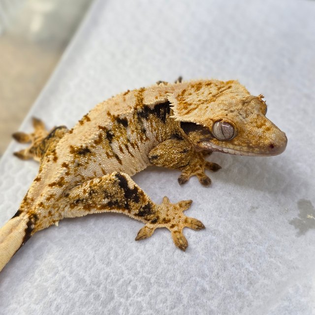 Normal Tri Extreme Harlequin Drippy White Spot