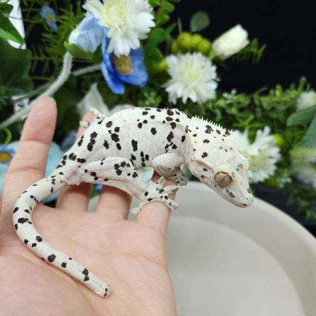 Super Dalmatian Dalmatian