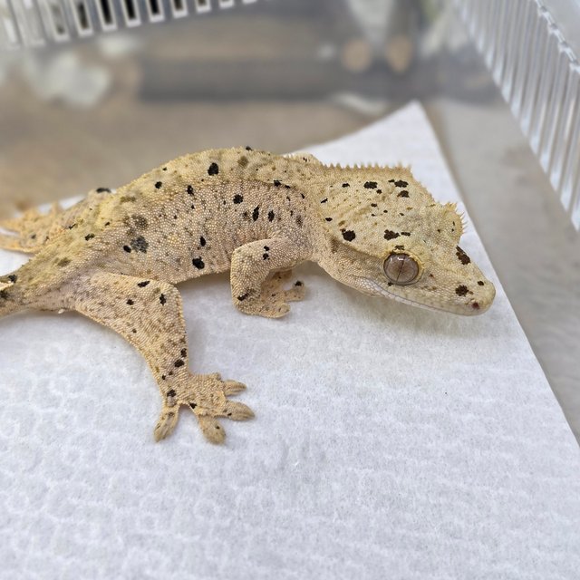 Dalmatian Super Dalmatian