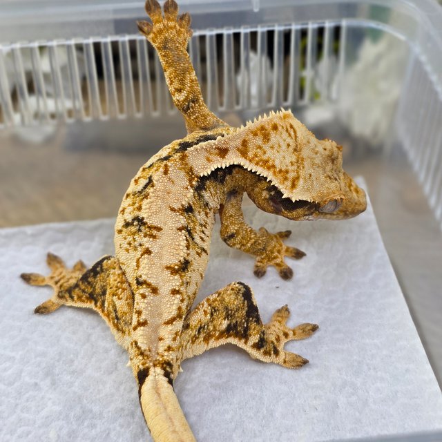 Normal Tri Extreme Harlequin Drippy White Spot