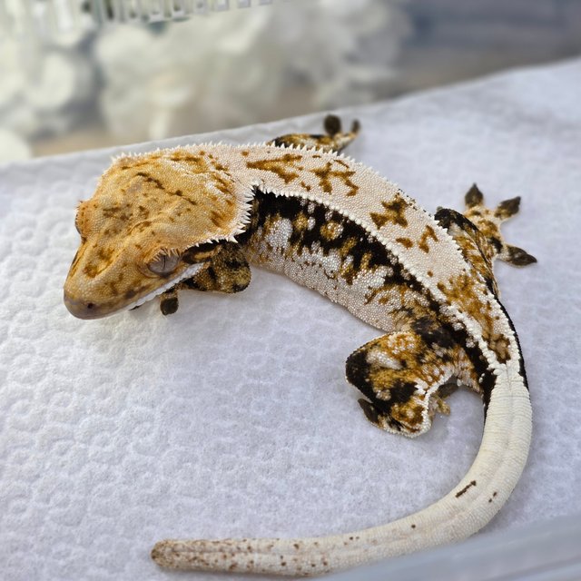 Quad Drippy Normal Pinstripe White Spot