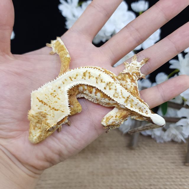 Strawberry Normal Pinstripe Drippy White Spot