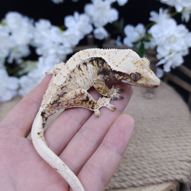 Drippy White Spot Barb Tri Extreme Harlequin Normal