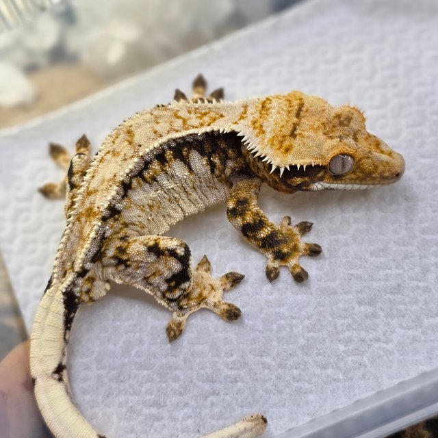 Normal Tri Drippy White Spot Quad Pinstripe