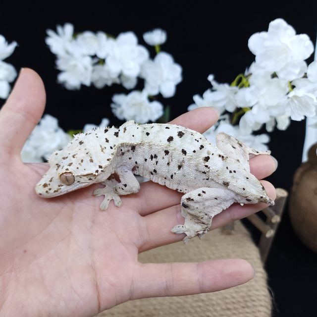 Dalmatian Super Dalmatian