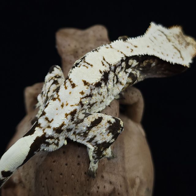 Dark Black White Extreme Harlequin Drippy White Spot