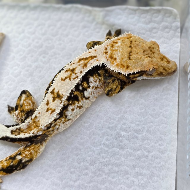 Quad Drippy Normal Pinstripe White Spot