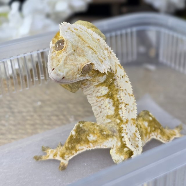 Normal Cream Creamsicle Yellow Drippy White Spot