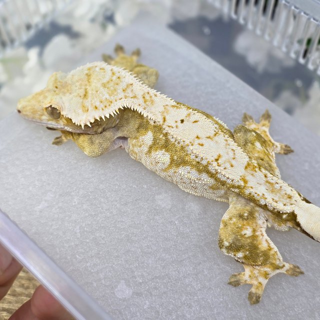 Normal Cream Creamsicle Yellow Drippy White Spot