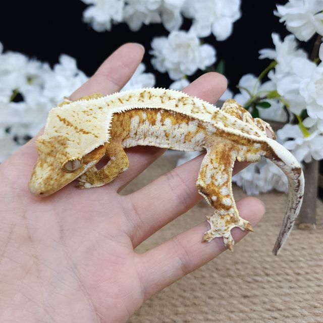 Strawberry Normal Pinstripe Drippy White Spot