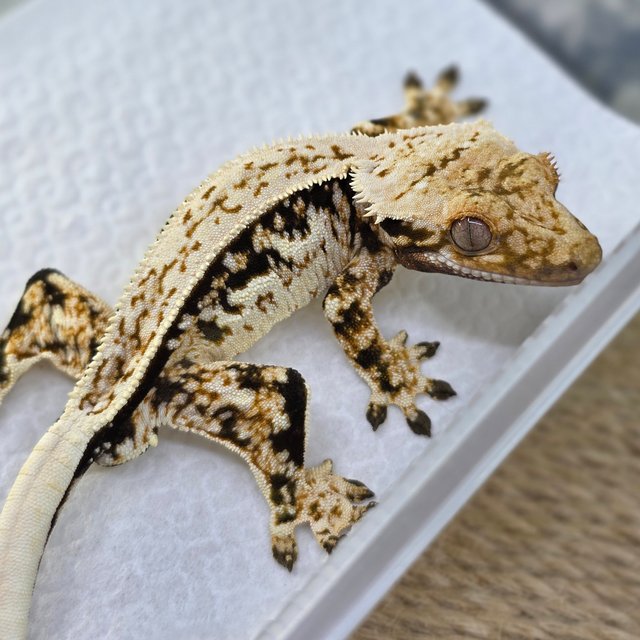 Normal Tri Quad White Spot Full Pinstripe Pinstripe